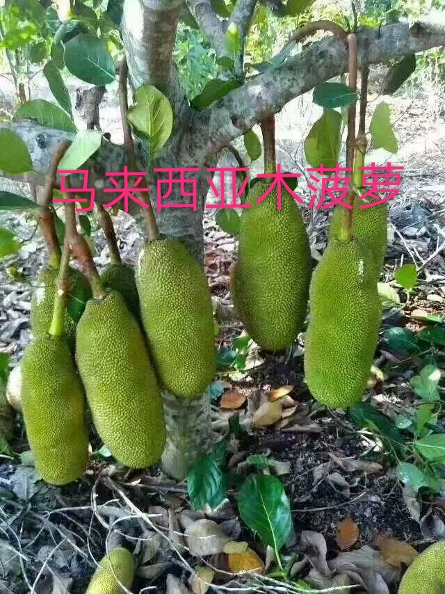 马来西亚木菠萝